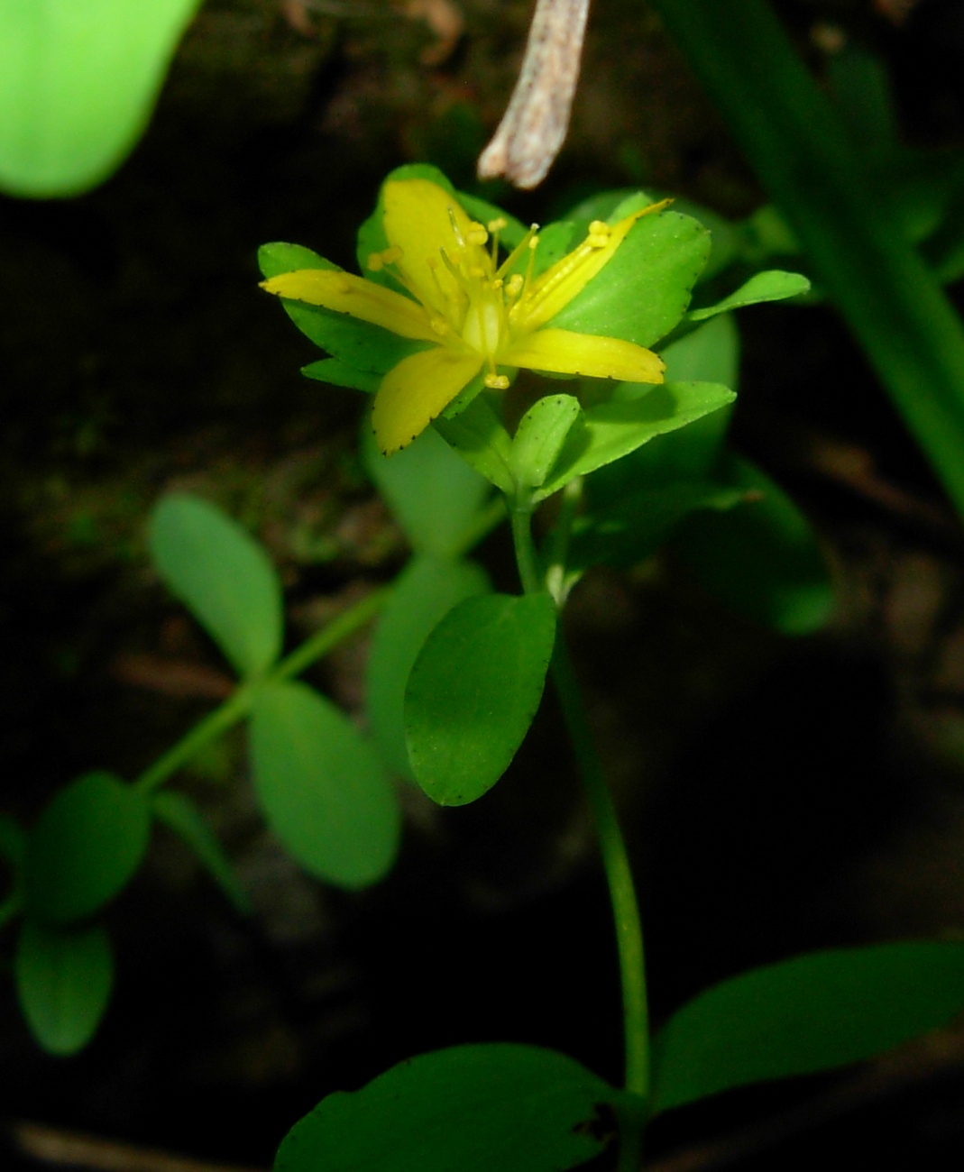 Hypericum humifusum  / Erba di S. Giovanni prostrata